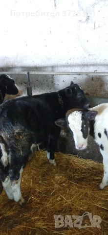 Продавам 2бр мъжки телета 