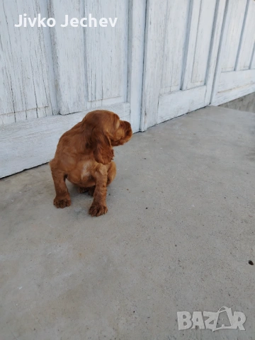 Кокер Шпаньол , снимка 3 - Кокер шпаньол - 53658067