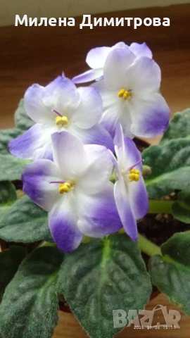 Сентполия - Африканска теменужка , снимка 7 - Стайни растения - 51164051