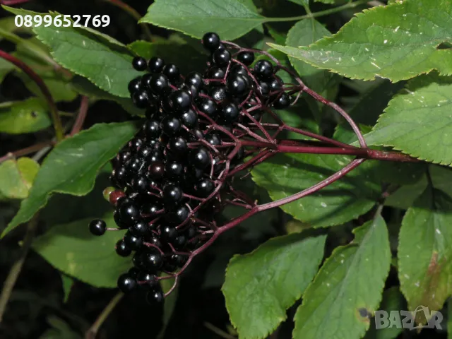 Черен бъз (Sambucus nigra) , снимка 2 - Разсади - 48271127