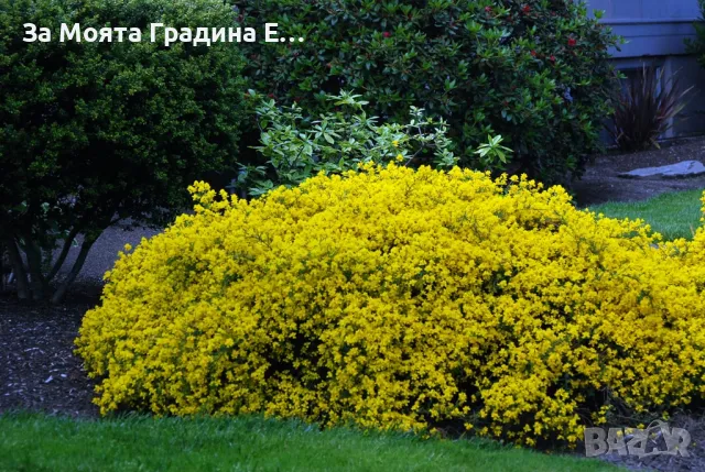 Гениста - Genista 