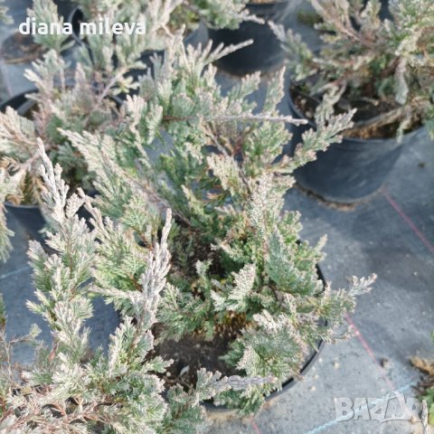 Хвойна Блу Чип, Juniperus hor. Blue Chip , снимка 5 - Градински цветя и растения - 39298508
