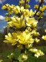 Магнолия(Златна мечта), снимка 1 - Градински цветя и растения - 40587674