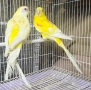 Продавам Пойни Папагали , снимка 9