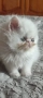 Персийски котета екстремал , снимка 2