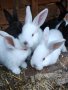 малки зайчета, снимка 1 - Други - 44325994