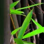 100 бр. ЧЕРНИ бамбукови семена - Phyllostachys nigra - Издръжлив рядък вид вечнозелен черен бамбук, снимка 13