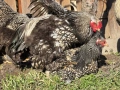 Продавам разплодни яйца от Сребърно кантирана барма (Silver Laced), снимка 8