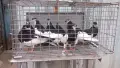 Ямболски Акмани , снимка 2