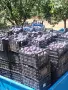 Сини сливи за ракия Стенлей гледана по биологична програма , снимка 1
