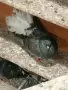 декоративни гълъби само днес 3 евро броя,взети всички 3 евро , снимка 13