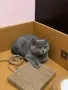 Британски късокосмести, снимка 4