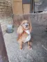 Кученца за трюфели , снимка 3