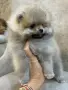 Мини померан момченца и момиченца, снимка 17