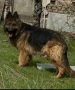 Немска овчарка старонемска , снимка 5