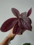 Персийски щит, Strobilanthes dyerianus, снимка 1