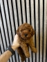 Мини Пудел Момчета / Mini Poodle Boys, снимка 7