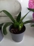 Сансевиера Хани, снимка 3