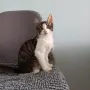 Подарявам мъжко котенце, снимка 14