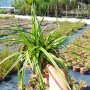 Карекс Айс Данс, Carex morrowii Ice Dance, студоустойчива, вечнозелена, снимка 6