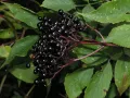 Черен бъз (Sambucus nigra) , снимка 2