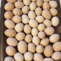 Пиленца и яйца от Малайска Серама - промоция, снимка 6 - други­ - 16390085