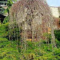 Плачеща върба (Salix caprea 'Kilmarnock'), снимка 3 - Градински цветя и растения - 44622111