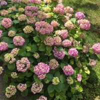 Резници селска хортензия , снимка 1 - Градински цветя и растения - 41226105