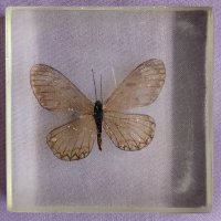 пеперуда в смола / стъкло, снимка 3 - Антикварни и старинни предмети - 42275027