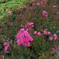  Индийски Люляк, Lagerstroemia indica  Magnifica Rosea, снимка 4 - Градински цветя и растения - 44694455