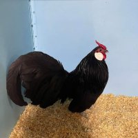 Продавам черен Розкомб., снимка 10 - Кокошки и пуйки - 40147963