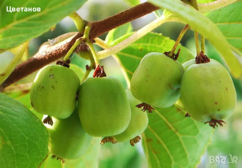 самоопрашващо Киви Аргута „Actinidia Arguta“, снимка 1