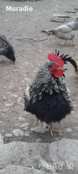  домашни петли, снимка 1