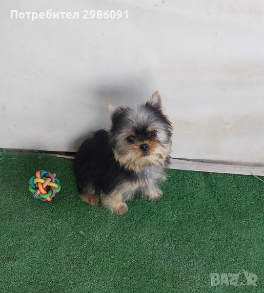 мини йоркширски териер, снимка 1