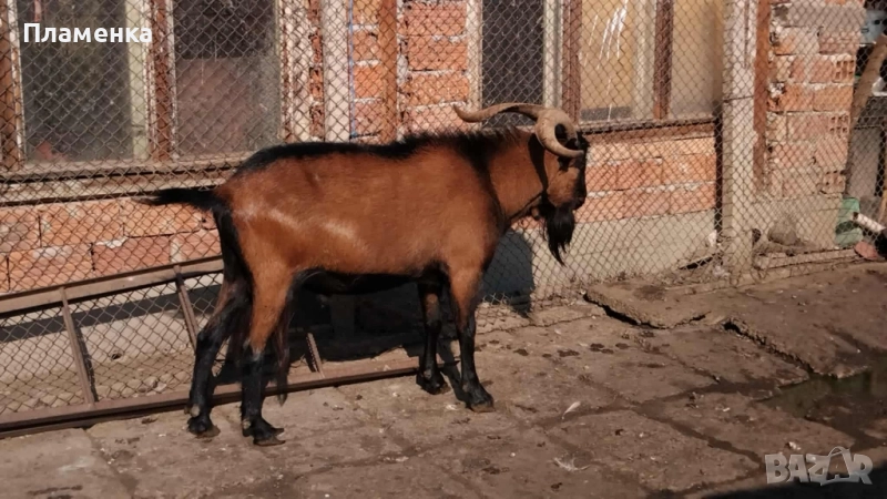 Продавам пръч френски алпин , снимка 1