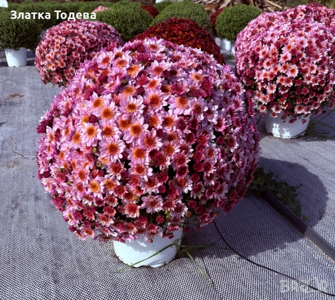 Кълбовидна Хризантема, снимка 1