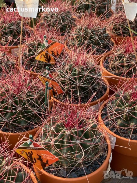 hamatocactus hamatacanthus, снимка 1