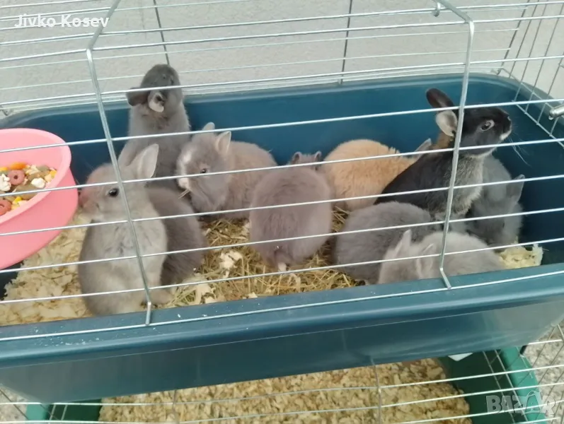 ДЕКОРАТИВНИ ЗАЙЧЕТА, снимка 1