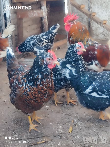 Разплодни яйца от Шведска цветна кокошка , снимка 1