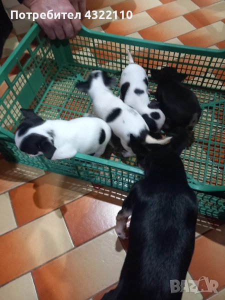 Чихуахуа , снимка 1