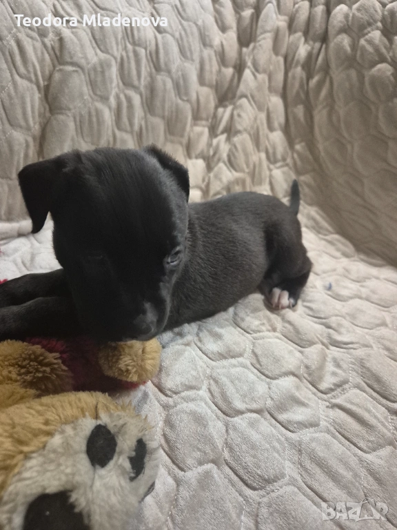 Продавам питбулчета, снимка 1
