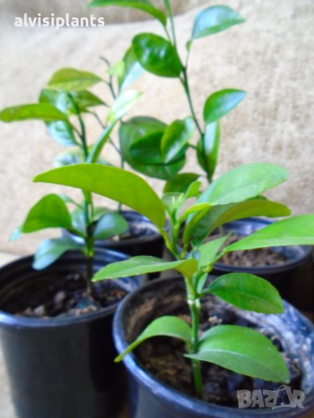 Млади мандаринови дръвчета 2 годишни за свеж дом с цитрус, снимка 1