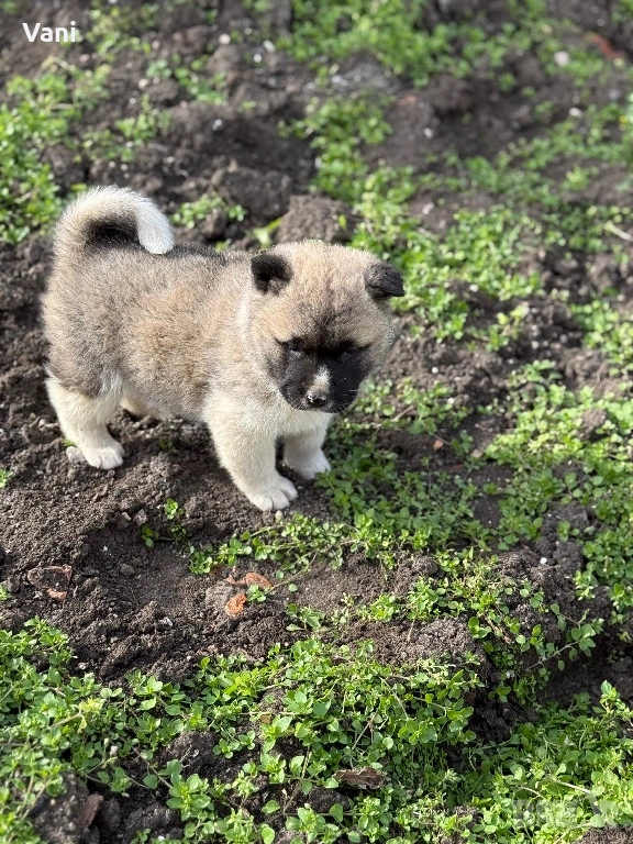 Америкаска акита кученца, снимка 1