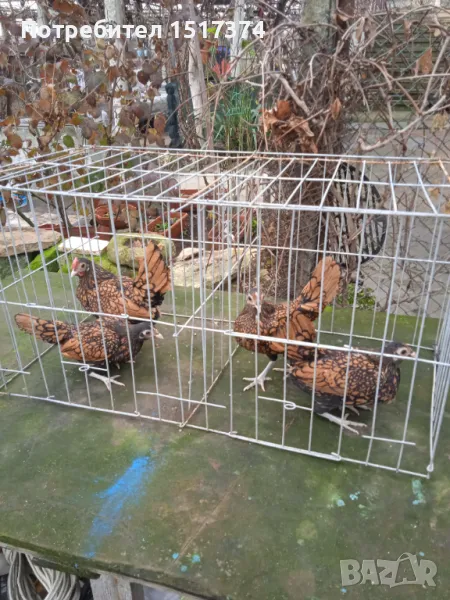  Кокошки Златен Зибрайт , снимка 1