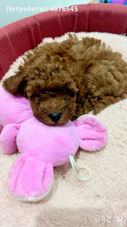 Мини пудел, снимка 1