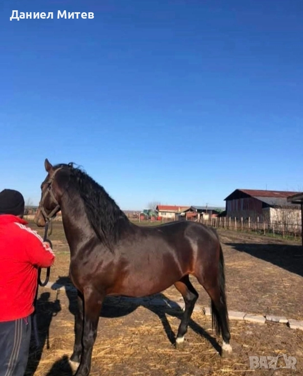 жребец, снимка 1