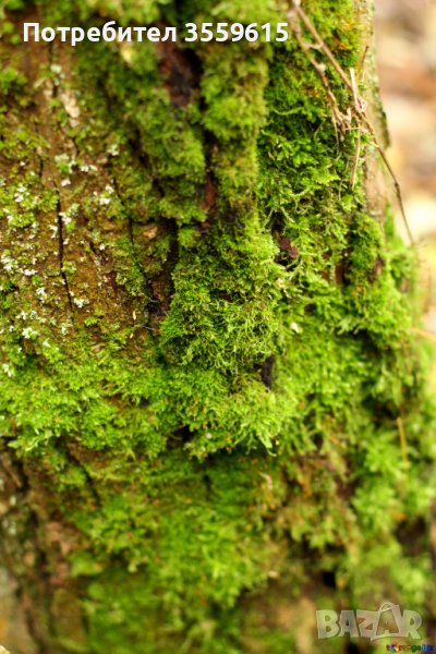 парчета дървесен мъх, снимка 1