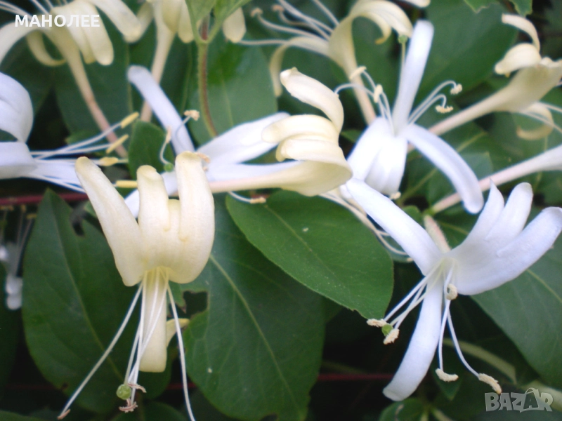 Лоницера  "Орлови нокти", снимка 1