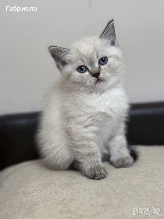 Британски късокосмести котенца , снимка 1