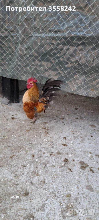 Малай серама, снимка 1